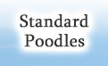 Standard Poodles