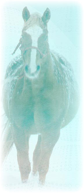 snowy horse